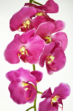 Орхидея Фаленопсис одиночная розовая, Н=102 см (16-0077)
