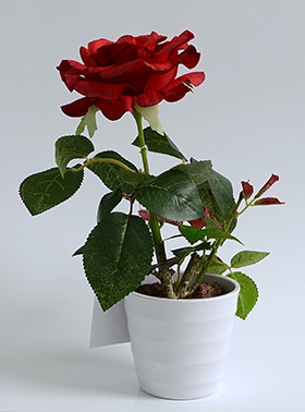 Роза в кашпо 1 цветок красная (16-0067)