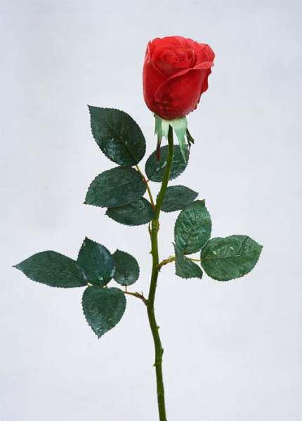 Роза Джессика полуоткрытая, Н=72 см, красная real-touch (Голландия, 131402RO)