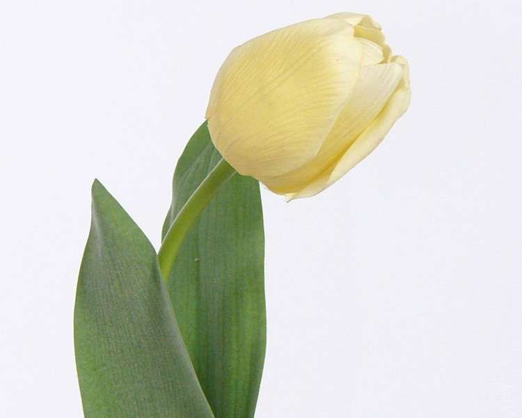Тюльпан Королевский "Royal" 2 листа, Д=5 см, Н=45 см, светло-жёлтый, real-touch (Голландия, 131597LG)