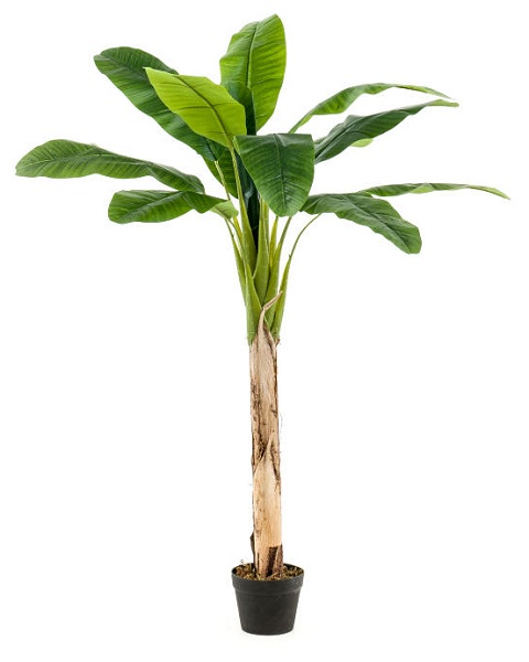 Пальма банановая, Н=150 см, 12 листов (422376)