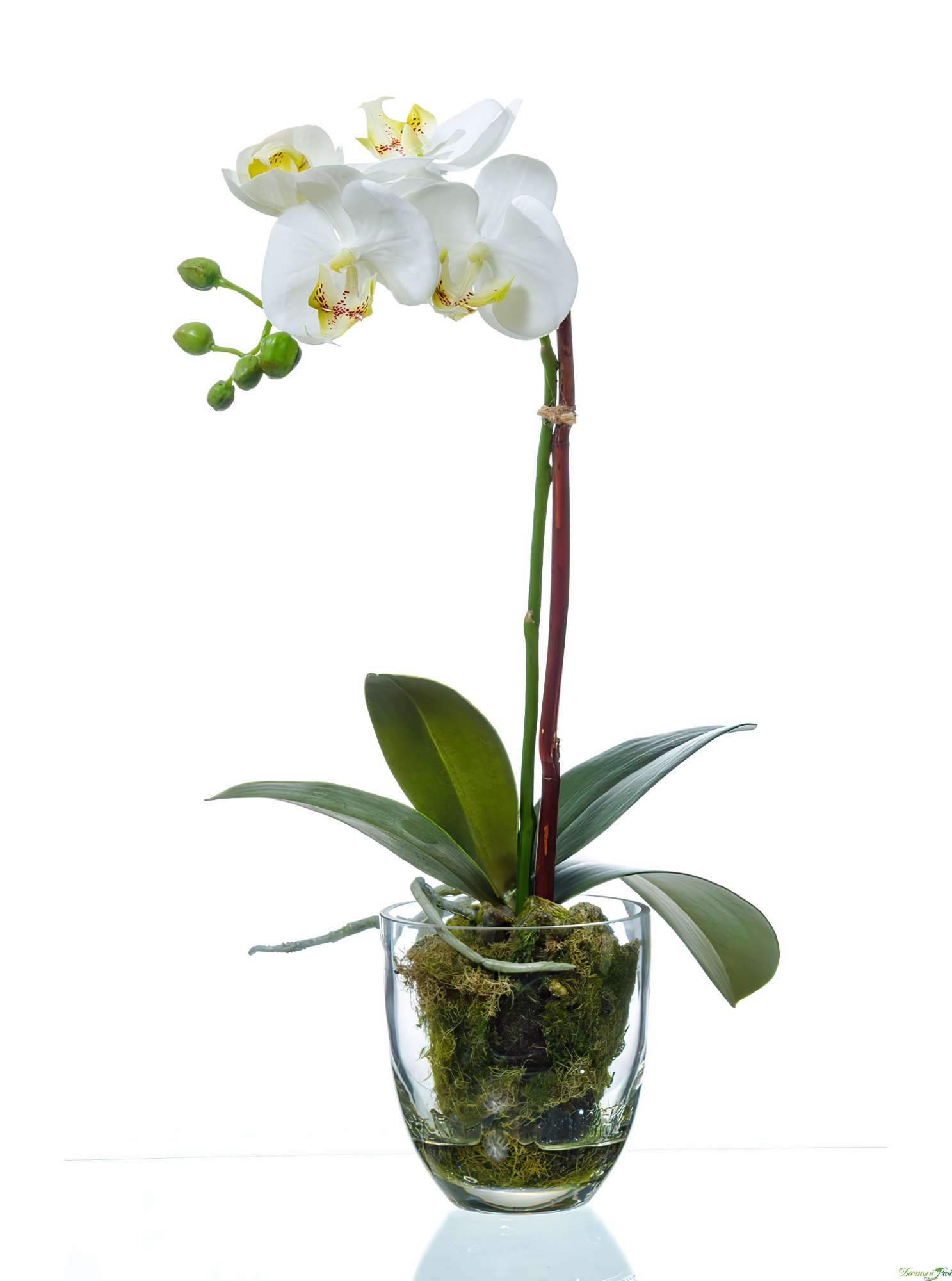 Орхидея Фаленопсис белая куст 40 см 1 ветвь, стеклянная ваза с мхом, корнями, землей