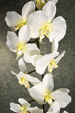 Орхидея Фаленопсис одиночная кремовая, Н=124 см (16-0072)