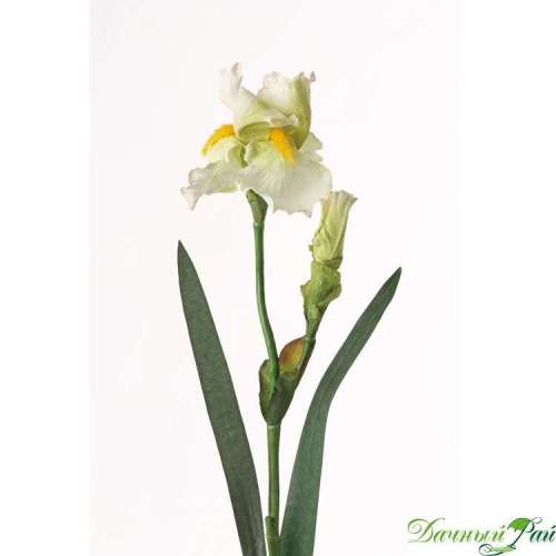 Ирис Люкс, 1 цветок, 2 бутона, Н=71 см, бело-зеленый Aqua (Голландия, 134004WG)