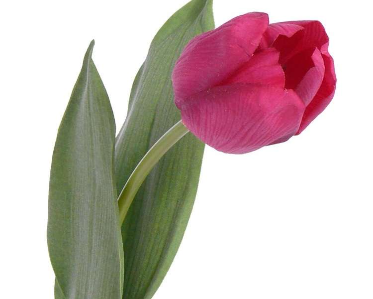 Тюльпан Королевский "Royal" 2 листа, Д=5 см, Н=45 см, темно-розовый, real-touch (Голландия, 131597CE)